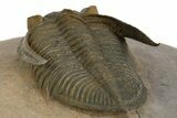 Gorgeous Zlichovaspis Trilobite - Orange Eyes #310618-3